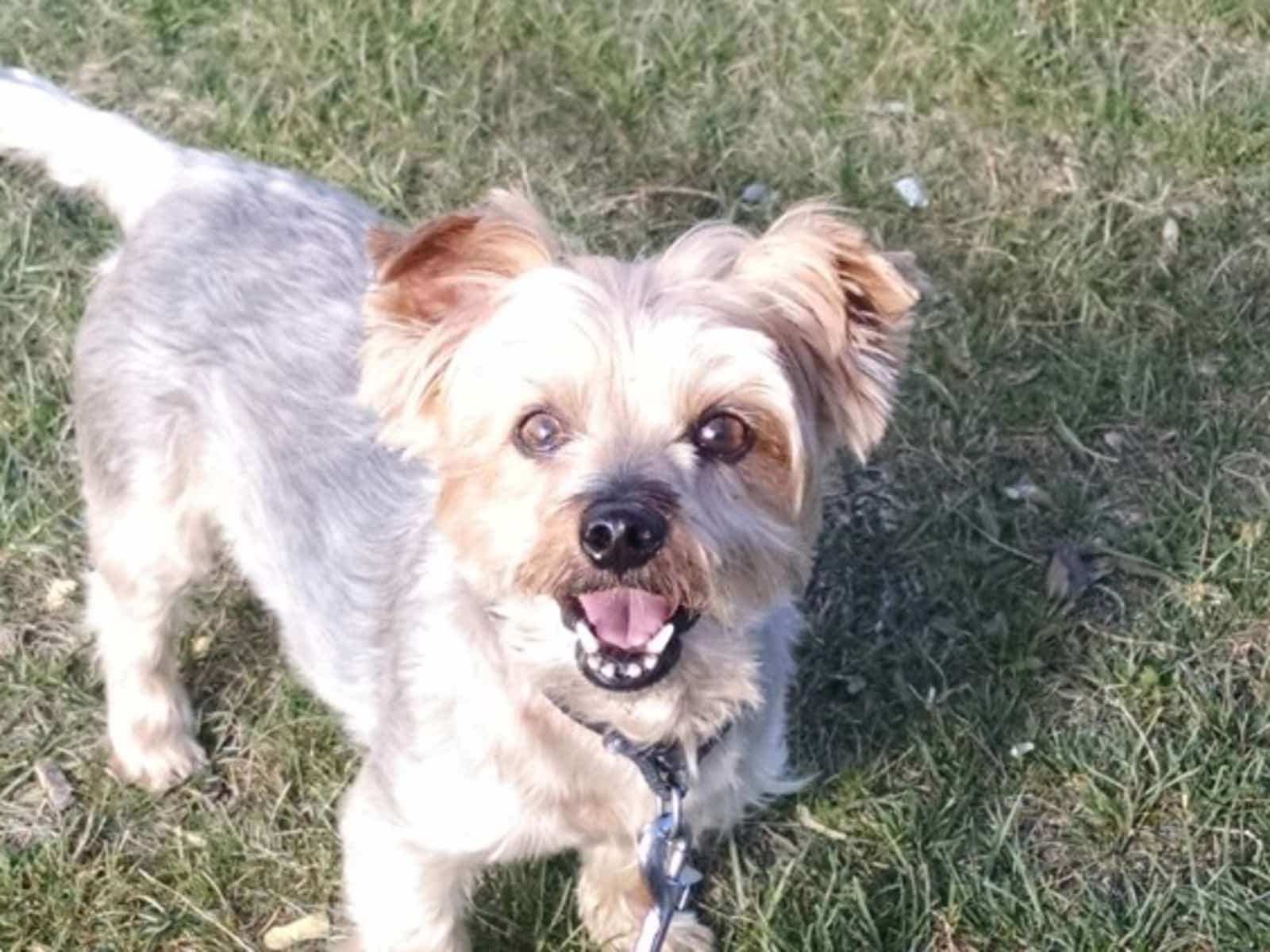 Housesitting assignment in Okotoks, Alberta, Canada