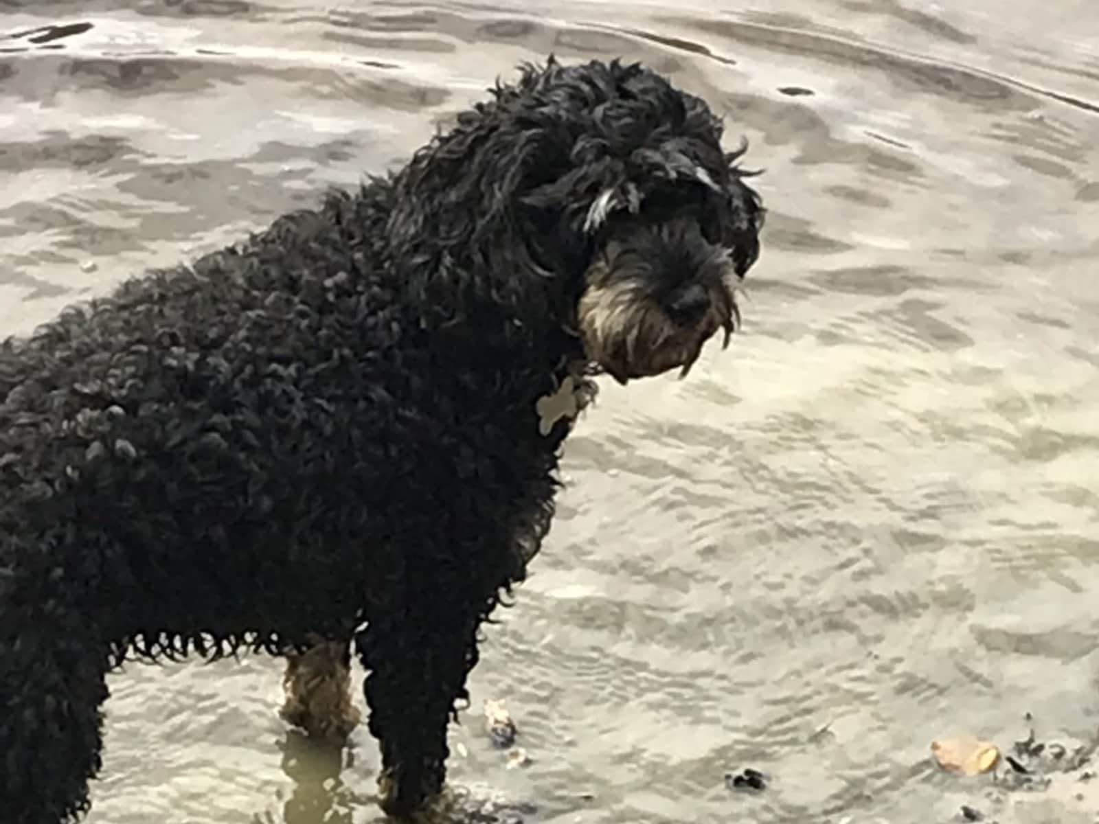 Housesitting assignment in Wokingham, United Kingdom