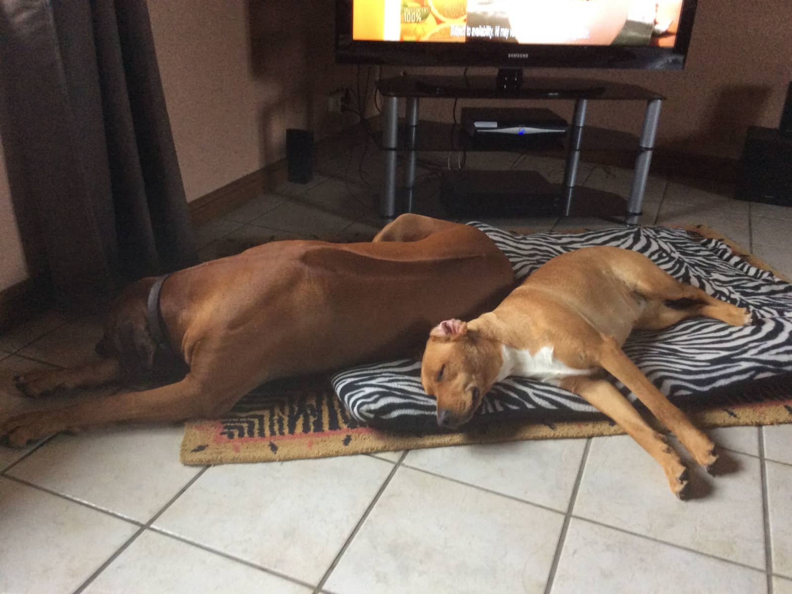 Housesitting assignment in Argenton-les-Vallées, France