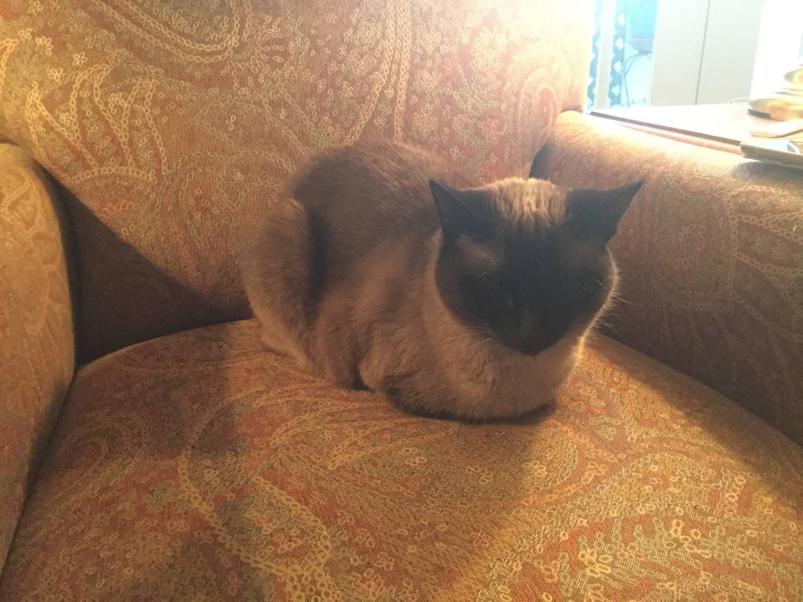 Housesitting assignment in Seattle, Washington, United States