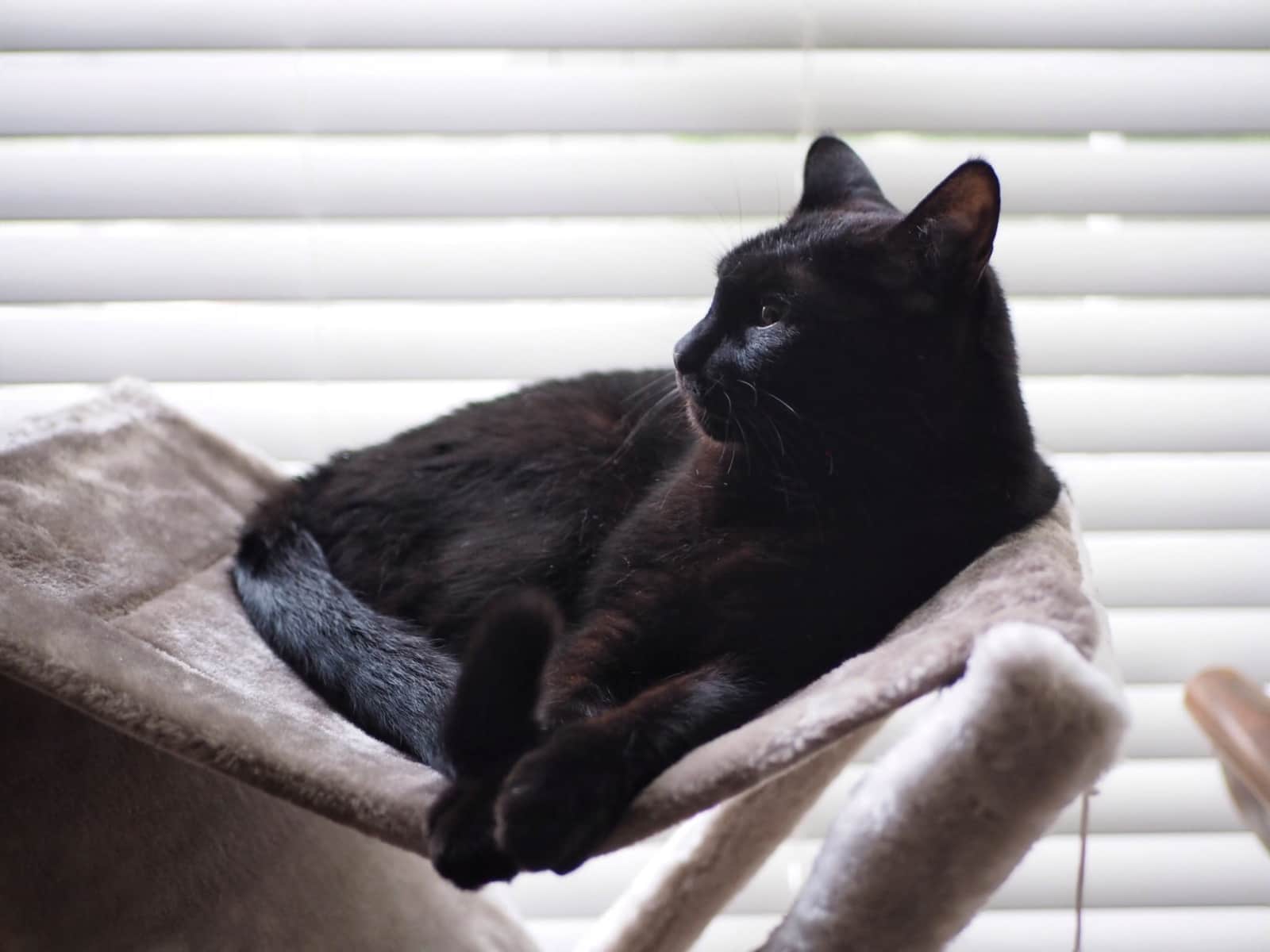 Housesitting assignment in East Atlanta, Georgia, United States