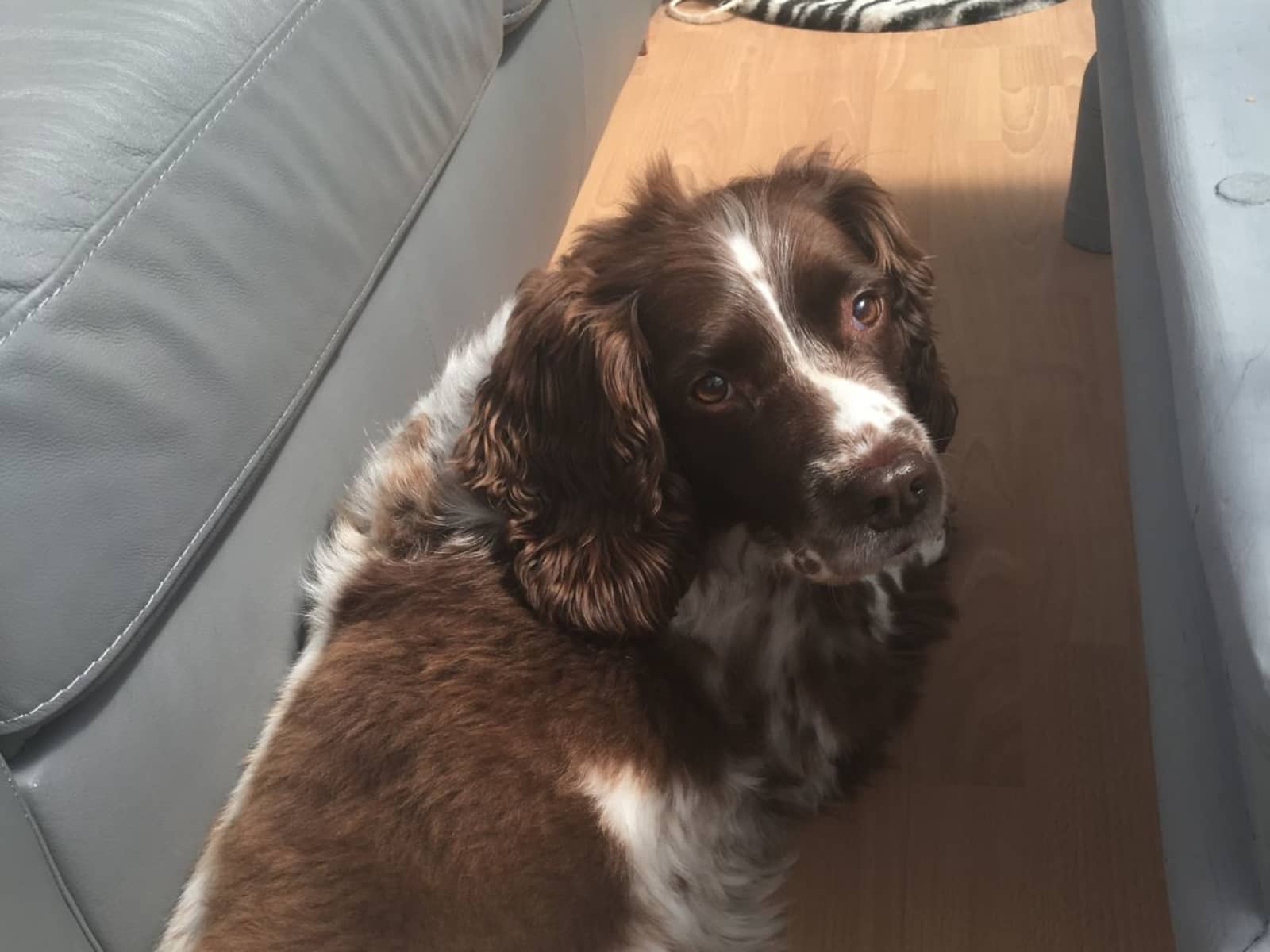 Housesitting assignment in Worksop, United Kingdom