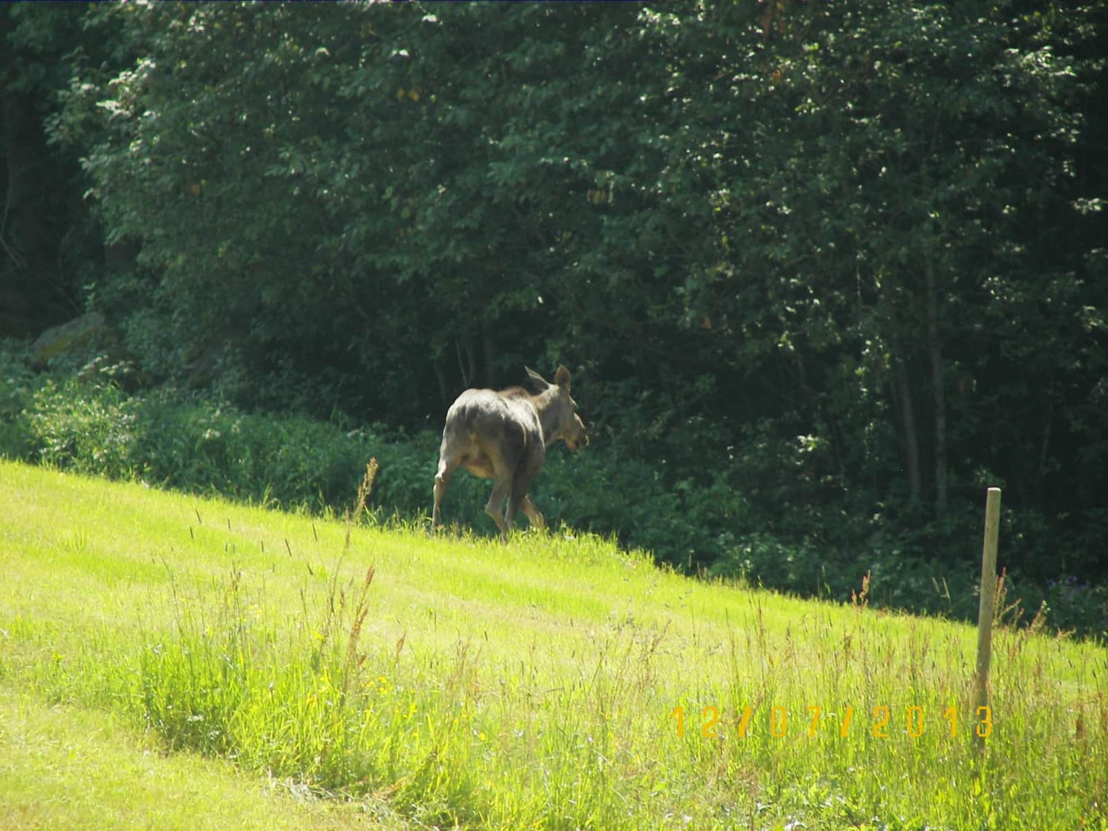 Housesitting assignment in Follebu, Norway