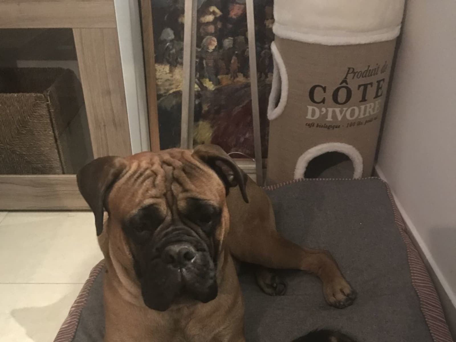 Housesitting assignment in Dubai, United Arab Emirates