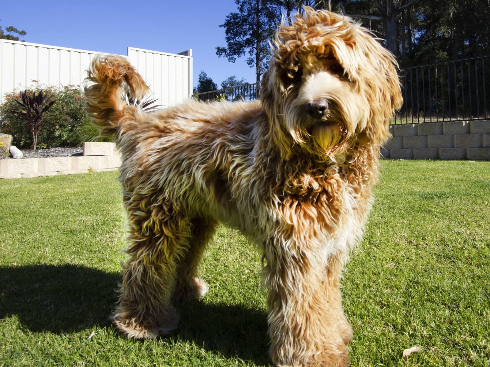 Housesitting assignment in Ulladulla, New South Wales, Australia