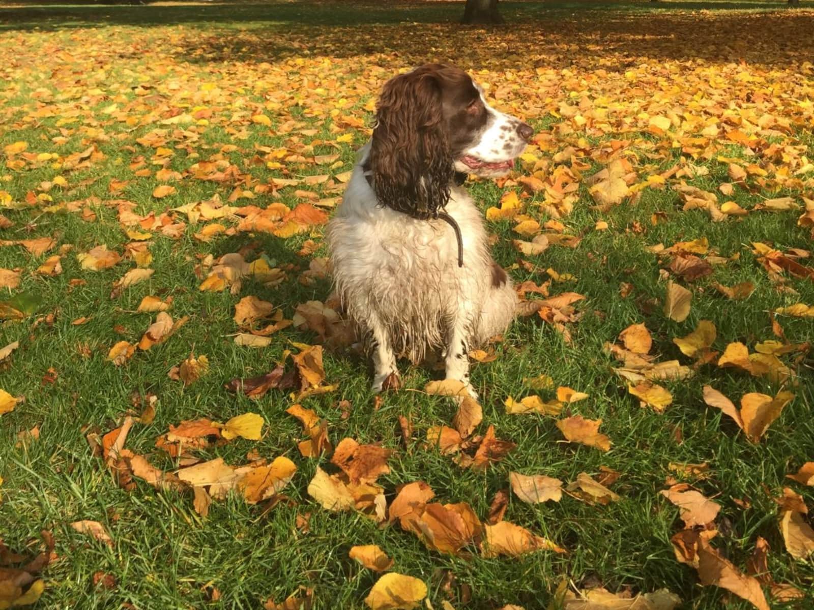 Housesitting assignment in London, United Kingdom