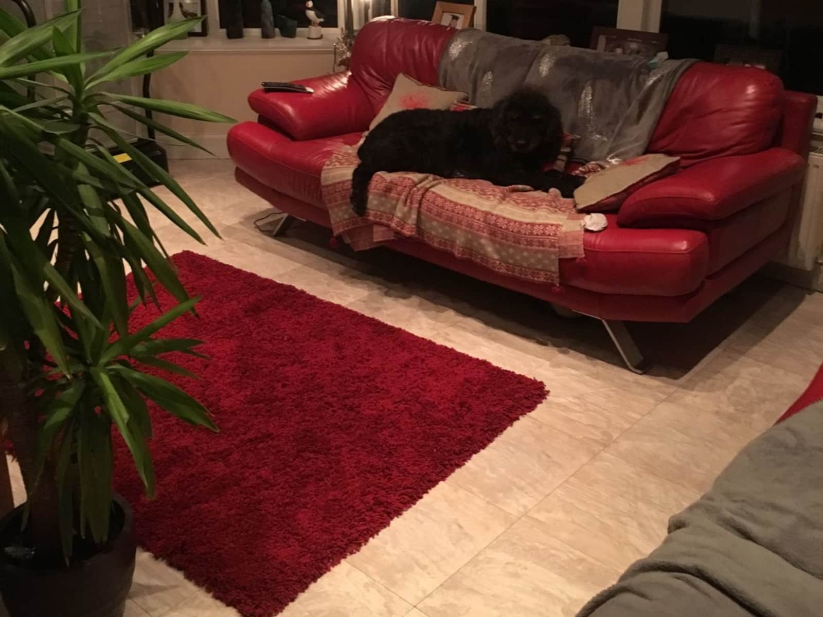 Housesitting assignment in Stonehaven, United Kingdom