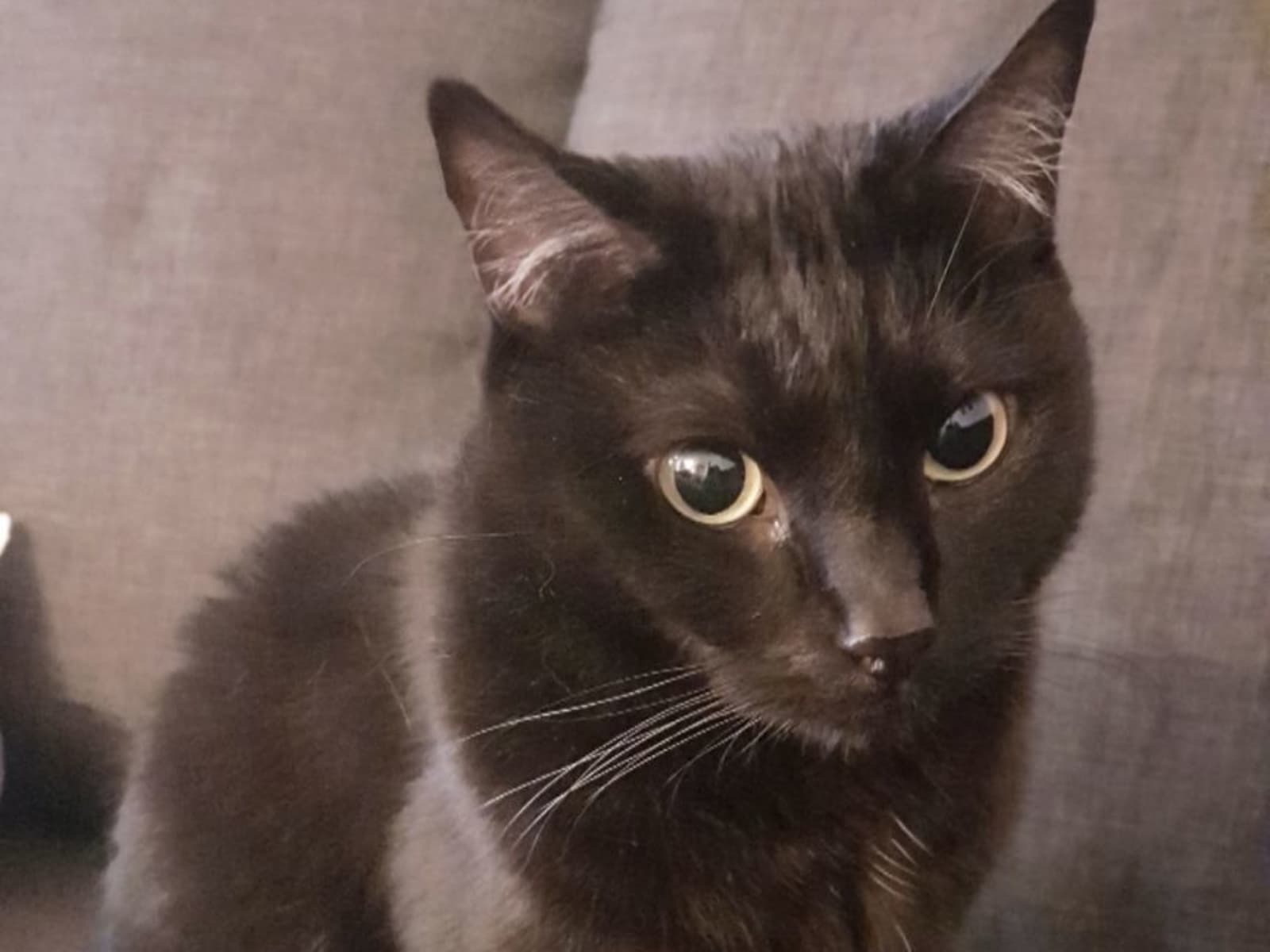 Housesitting assignment in Melbourne, Victoria, Australia