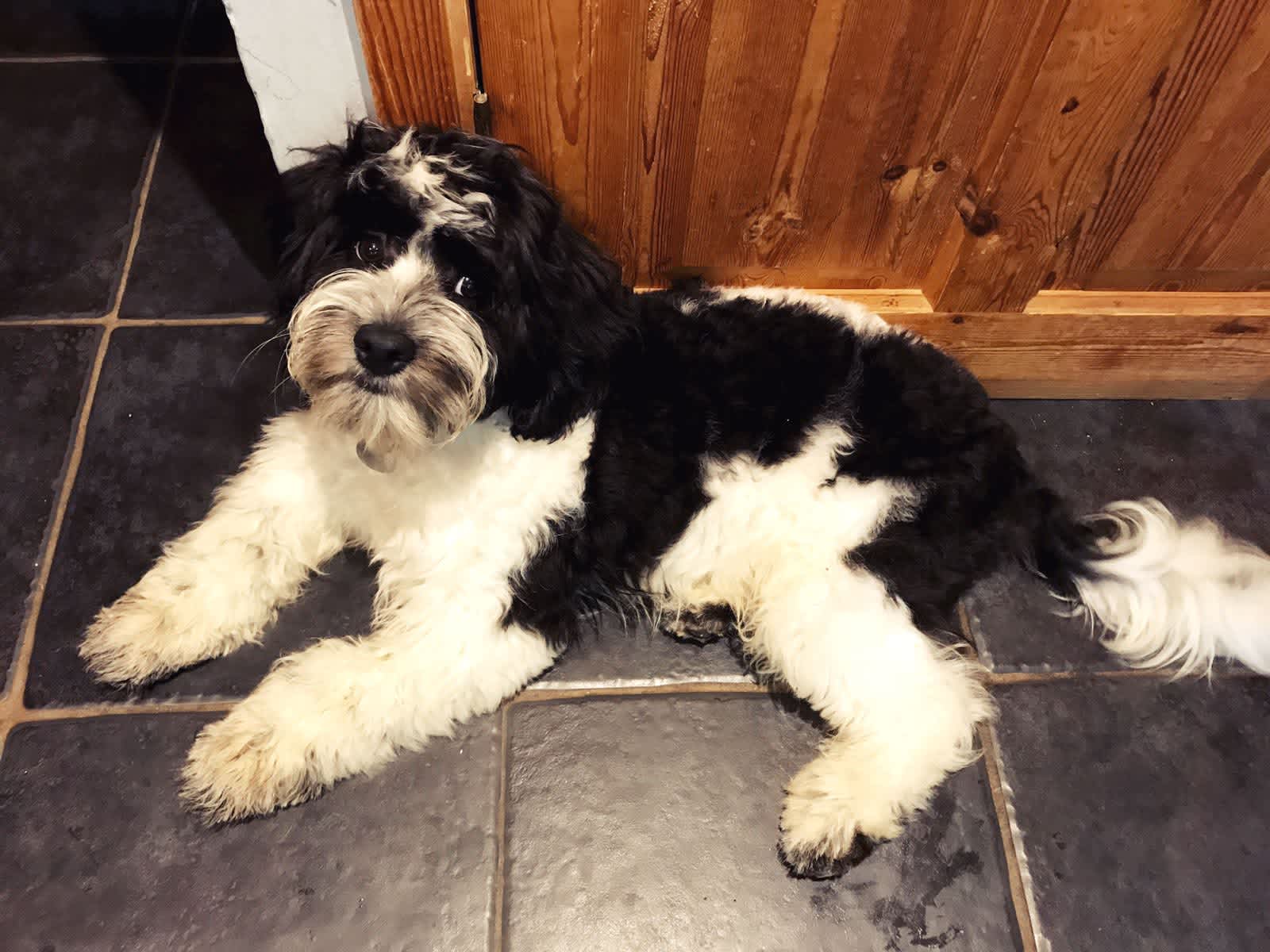 Housesitting assignment in Royal Tunbridge Wells, United Kingdom