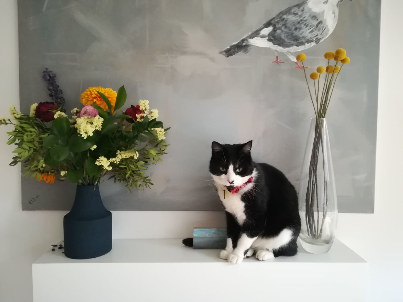 Housesitting assignment in London, United Kingdom