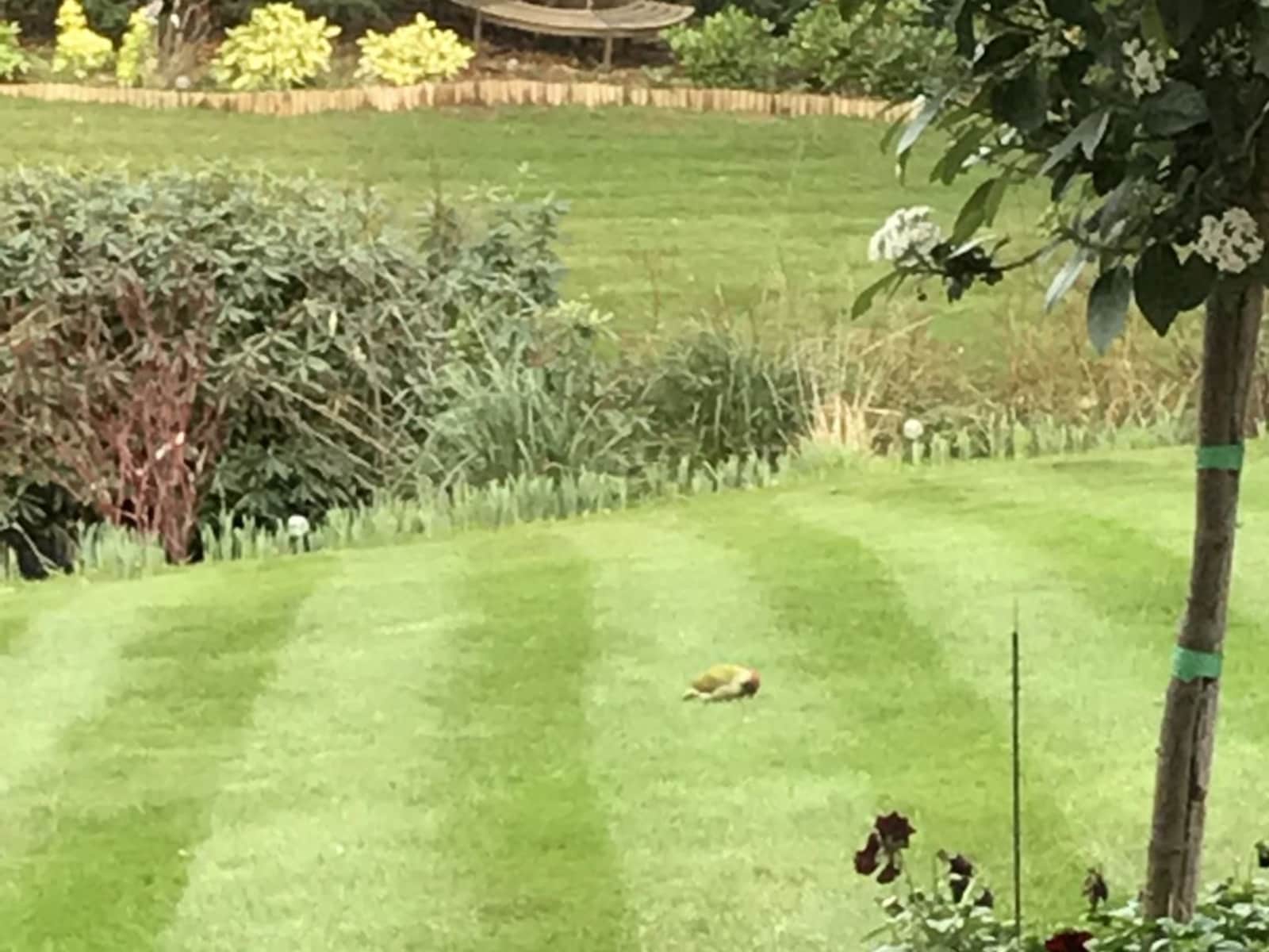 Housesitting assignment in Claygate, United Kingdom