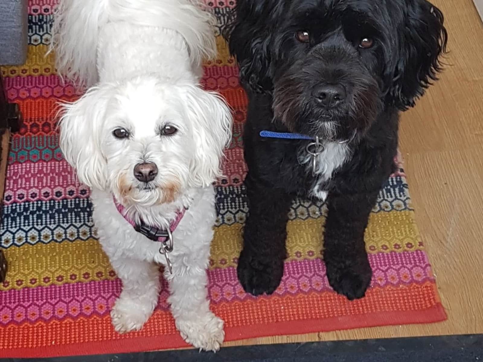 Housesitting assignment in Tavistock, United Kingdom