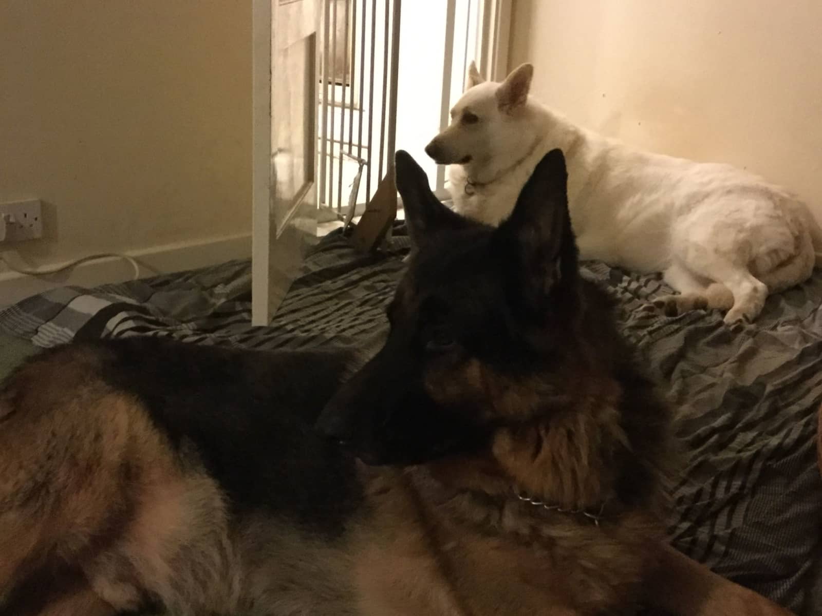 Housesitting assignment in Lyneham, United Kingdom