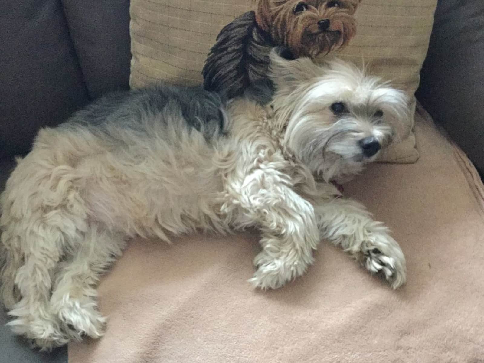 Housesitting assignment in Faversham, United Kingdom