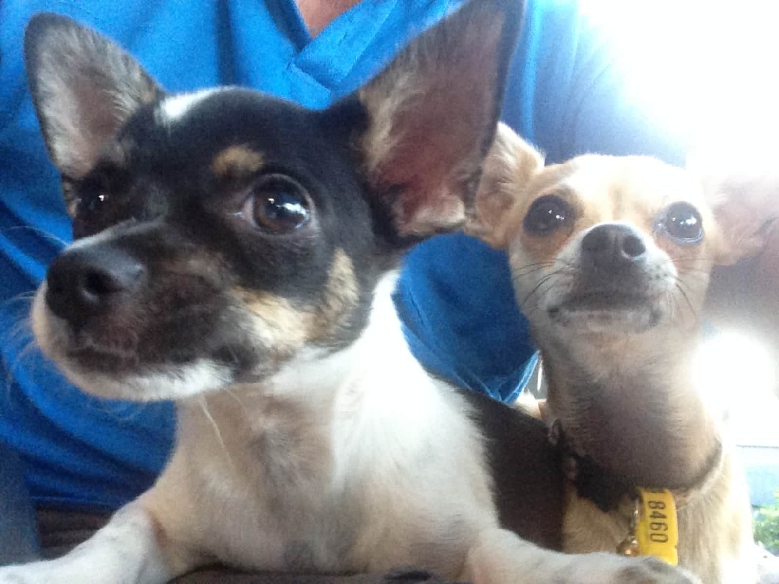 Housesitting assignment in Rockhampton, Queensland, Australia