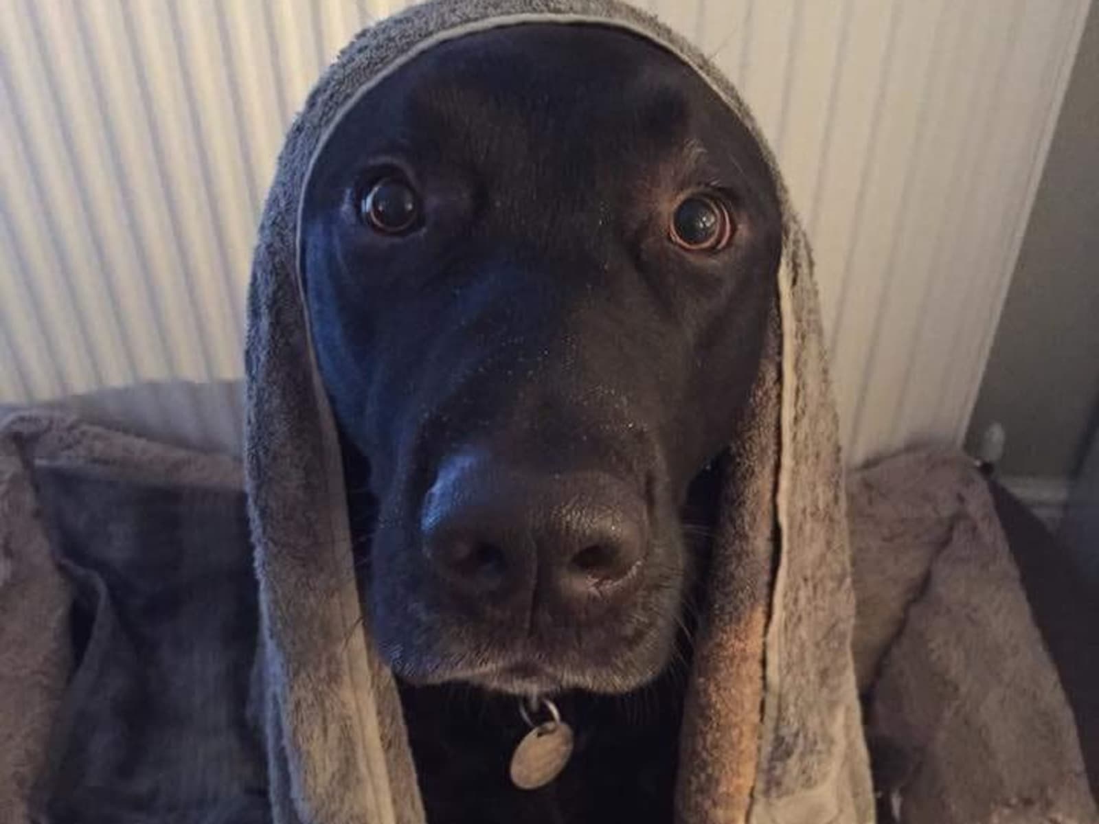 Housesitting assignment in Bromsgrove, United Kingdom