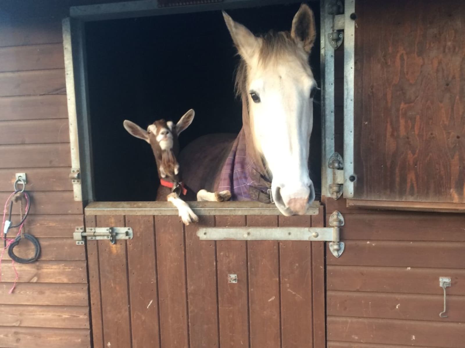 Housesitting assignment in Weston upon Trent, United Kingdom