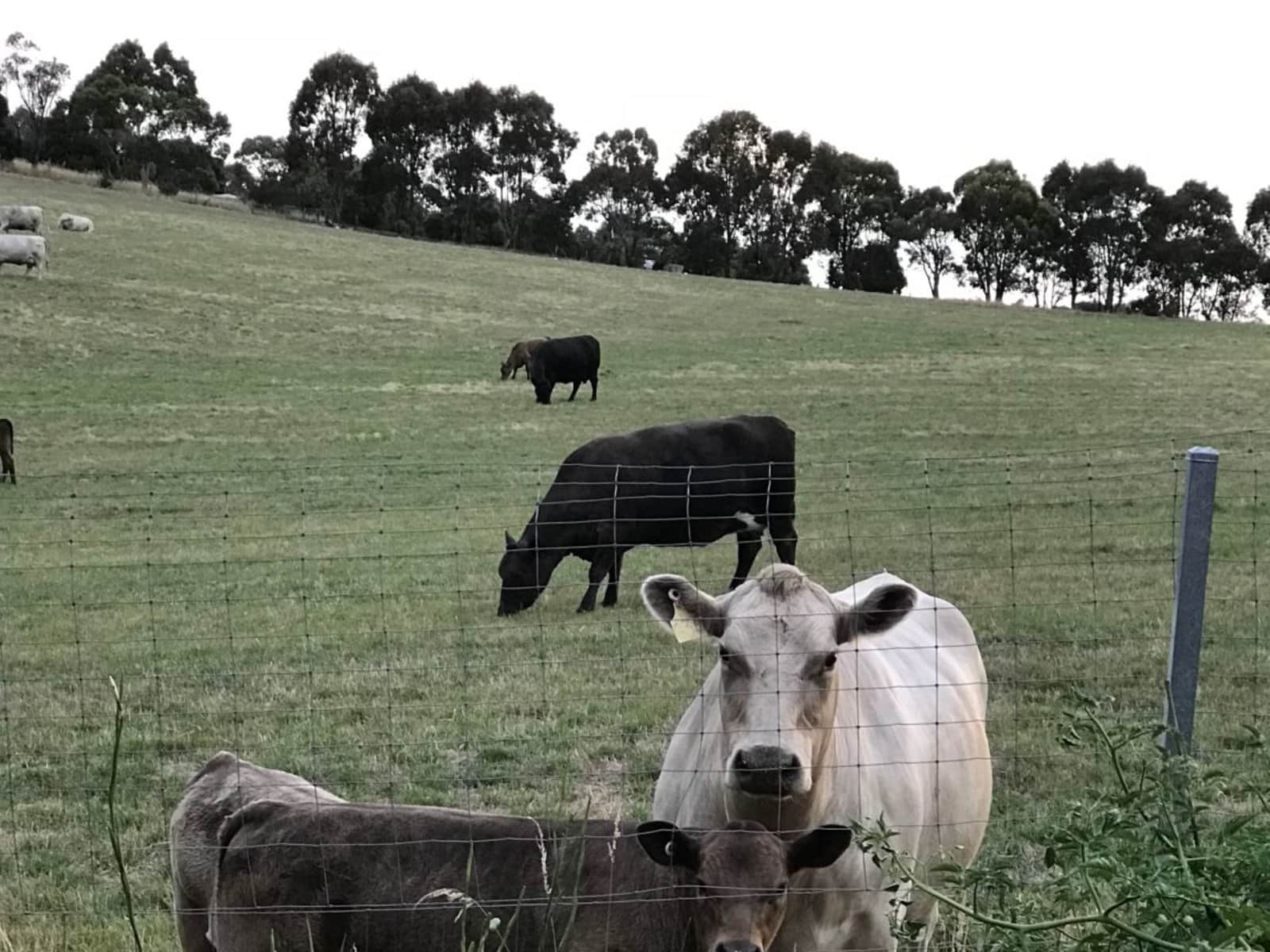 Housesitting assignment in Nairne, South Australia, Australia