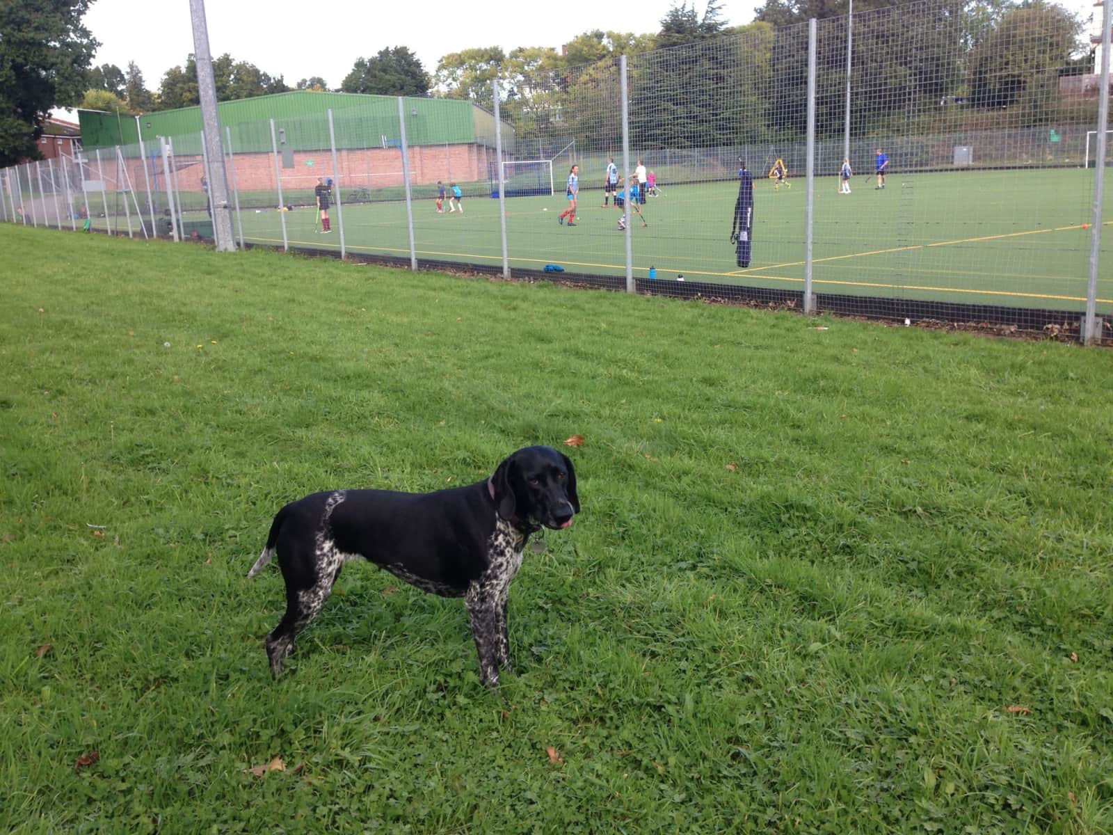 Housesitting assignment in Liphook, United Kingdom