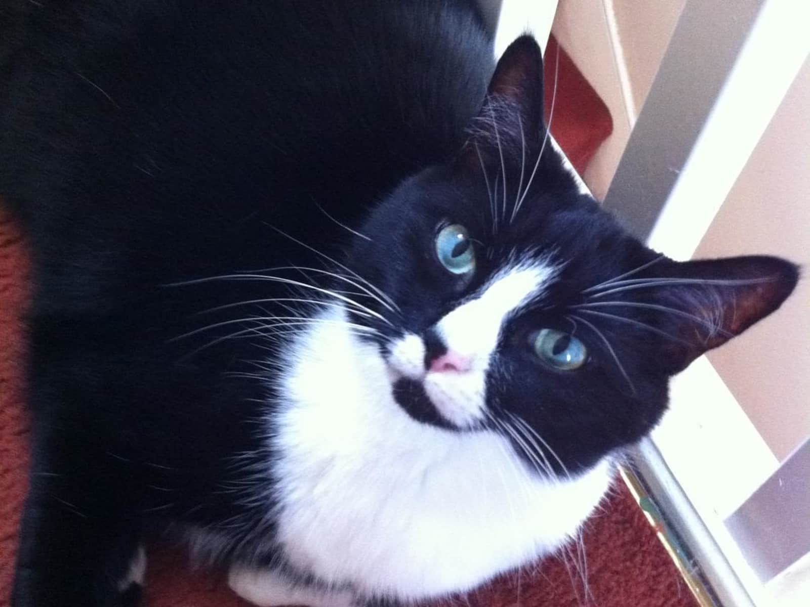 Housesitting assignment in London, United Kingdom