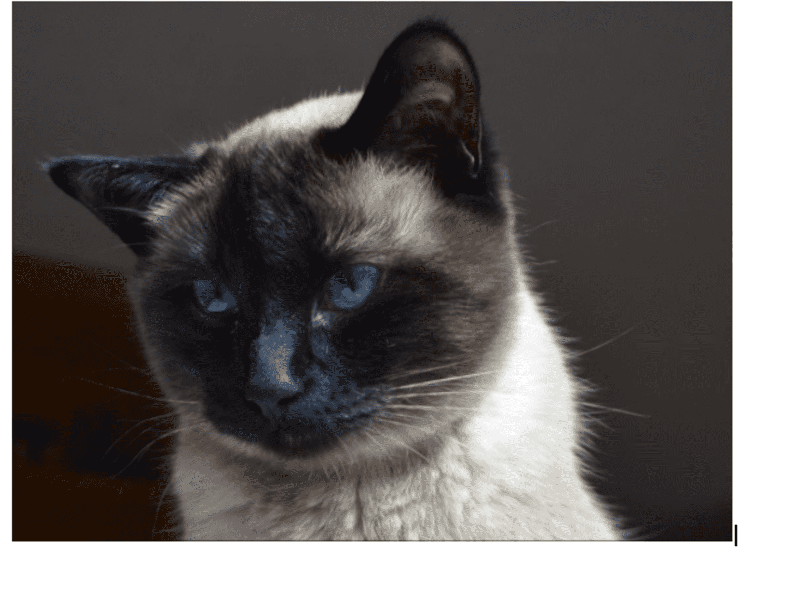 Housesitting assignment in Calgary, Alberta, Canada
