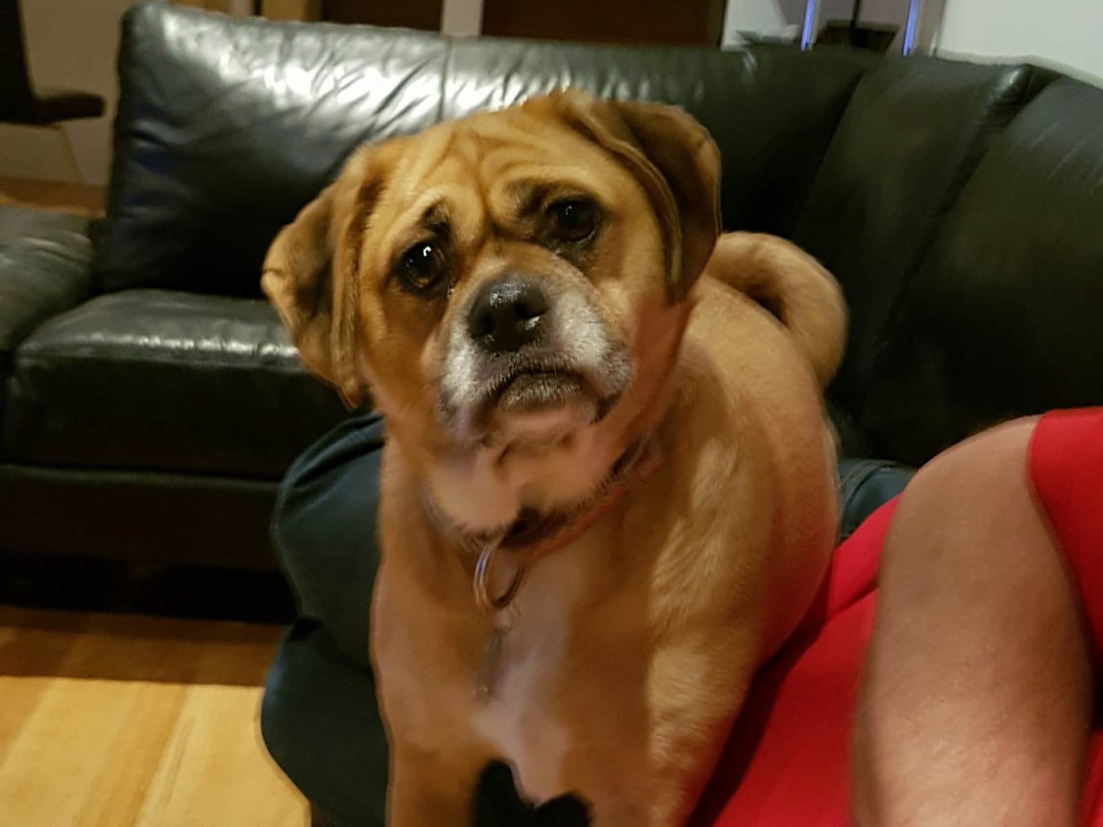 Housesitting assignment in Mindarie, Western Australia, Australia