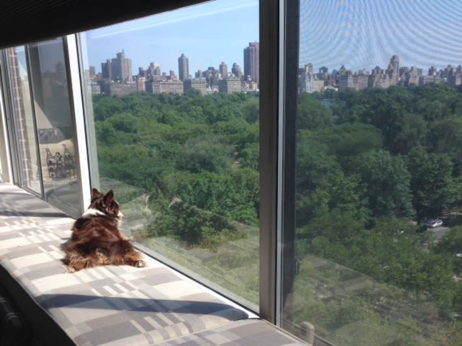 Housesitting assignment in Manhattan, New York, United States
