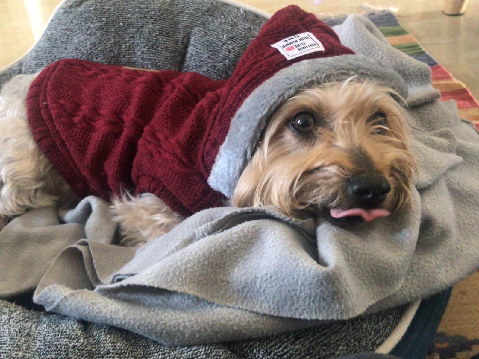 Housesitting assignment in Wuxi, China