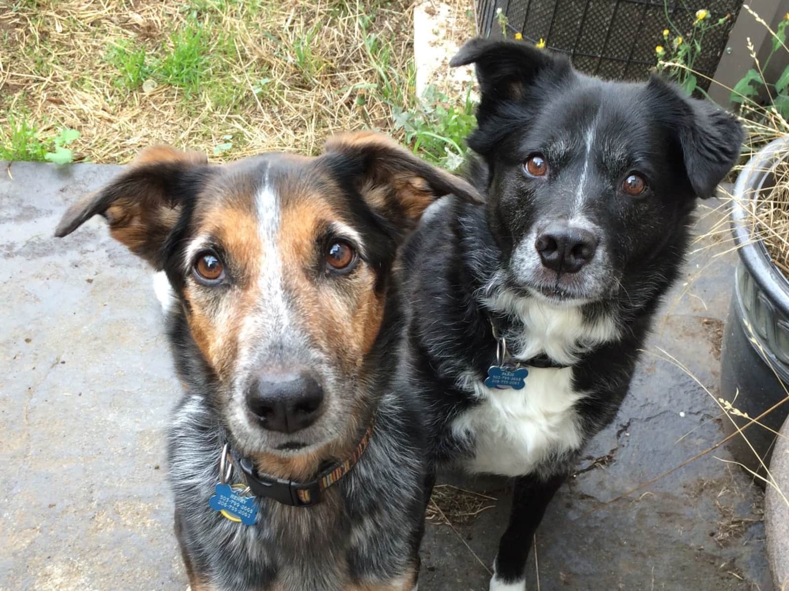 Housesitting assignment in Portland, Oregon, United States
