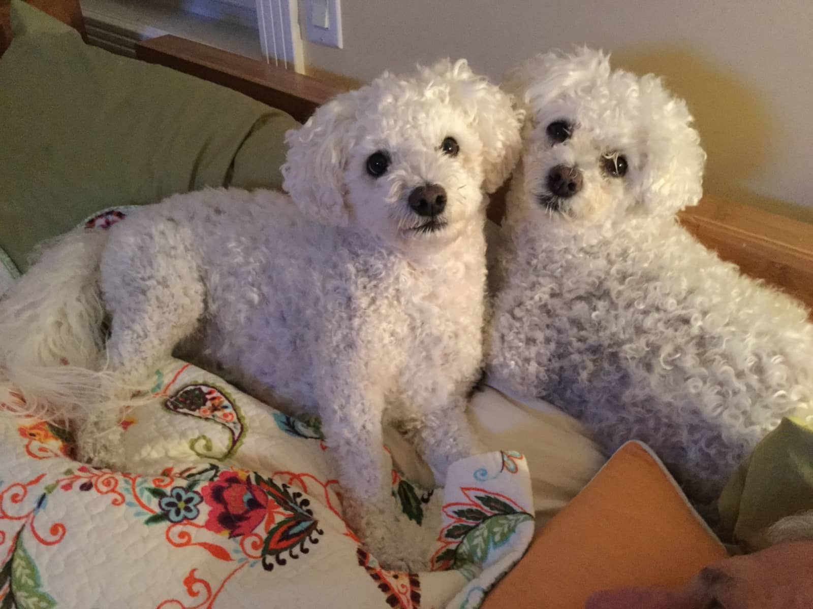 Housesitting assignment in West Kelowna, British Columbia, Canada