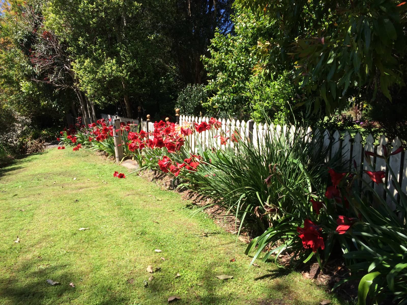 Housesitting assignment in Coffee Camp, New South Wales, Australia