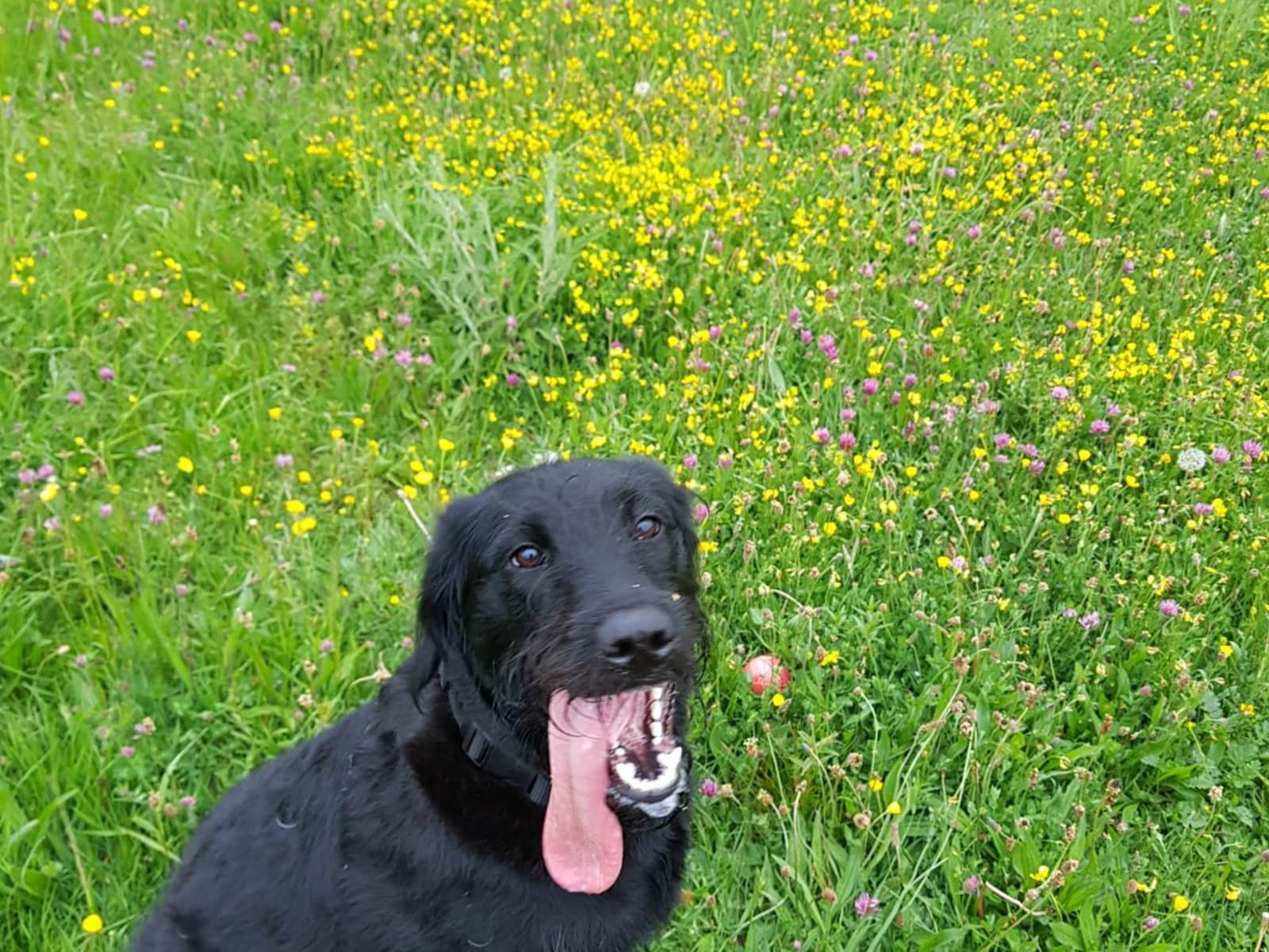 Housesitting assignment in Durham, United Kingdom