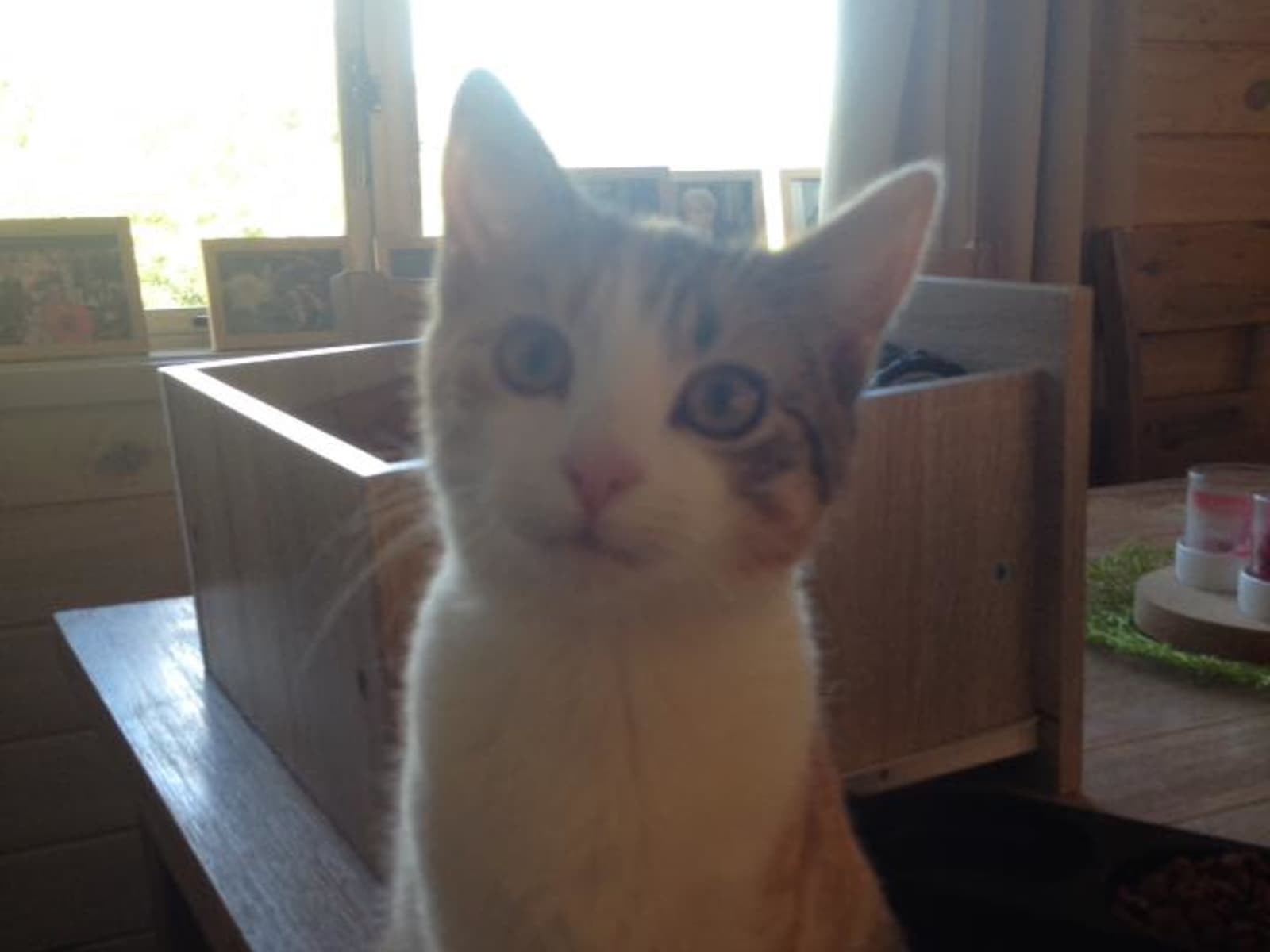 Housesitting assignment in Raumati South, New Zealand