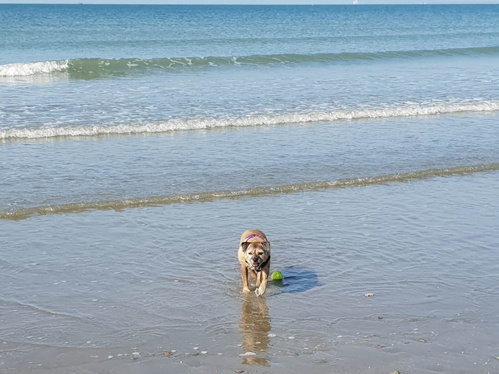 Housesitting assignment in Chichester, United Kingdom