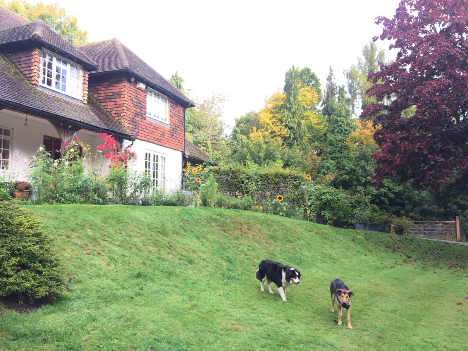 Housesitting assignment in East Horsley Village, United Kingdom