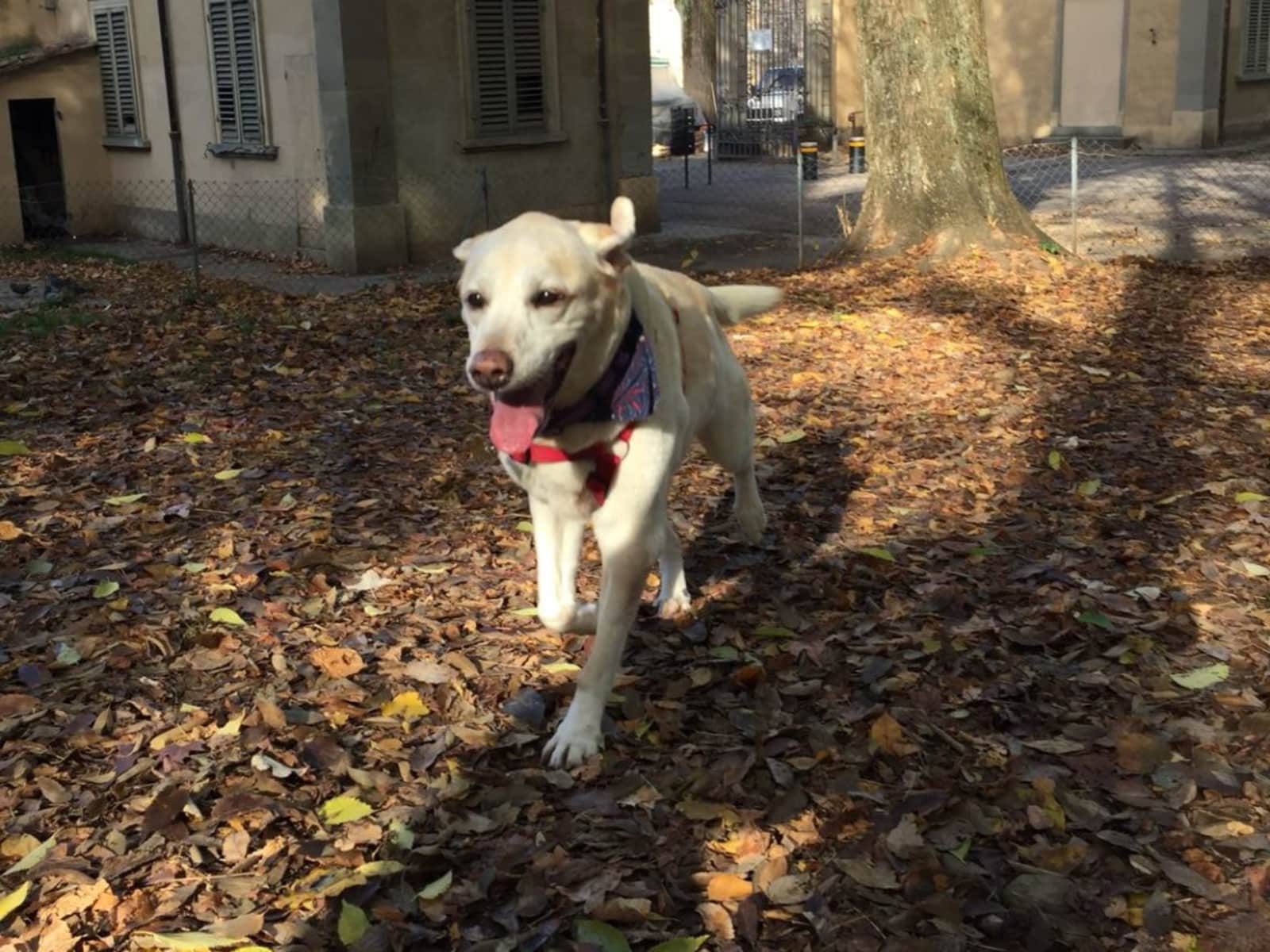Housesitting assignment in Florence, Italy
