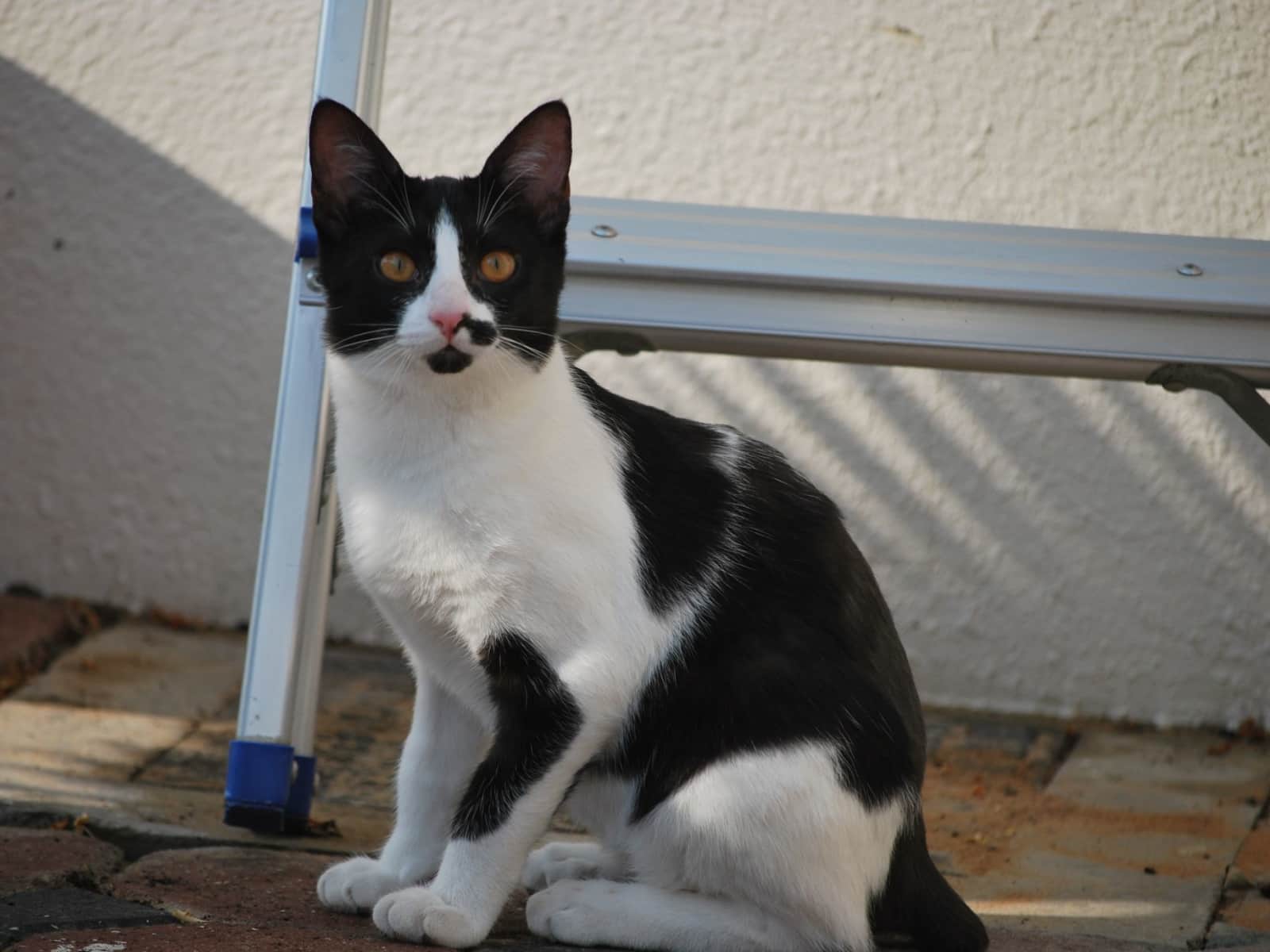 Tess from Warminster, United Kingdom