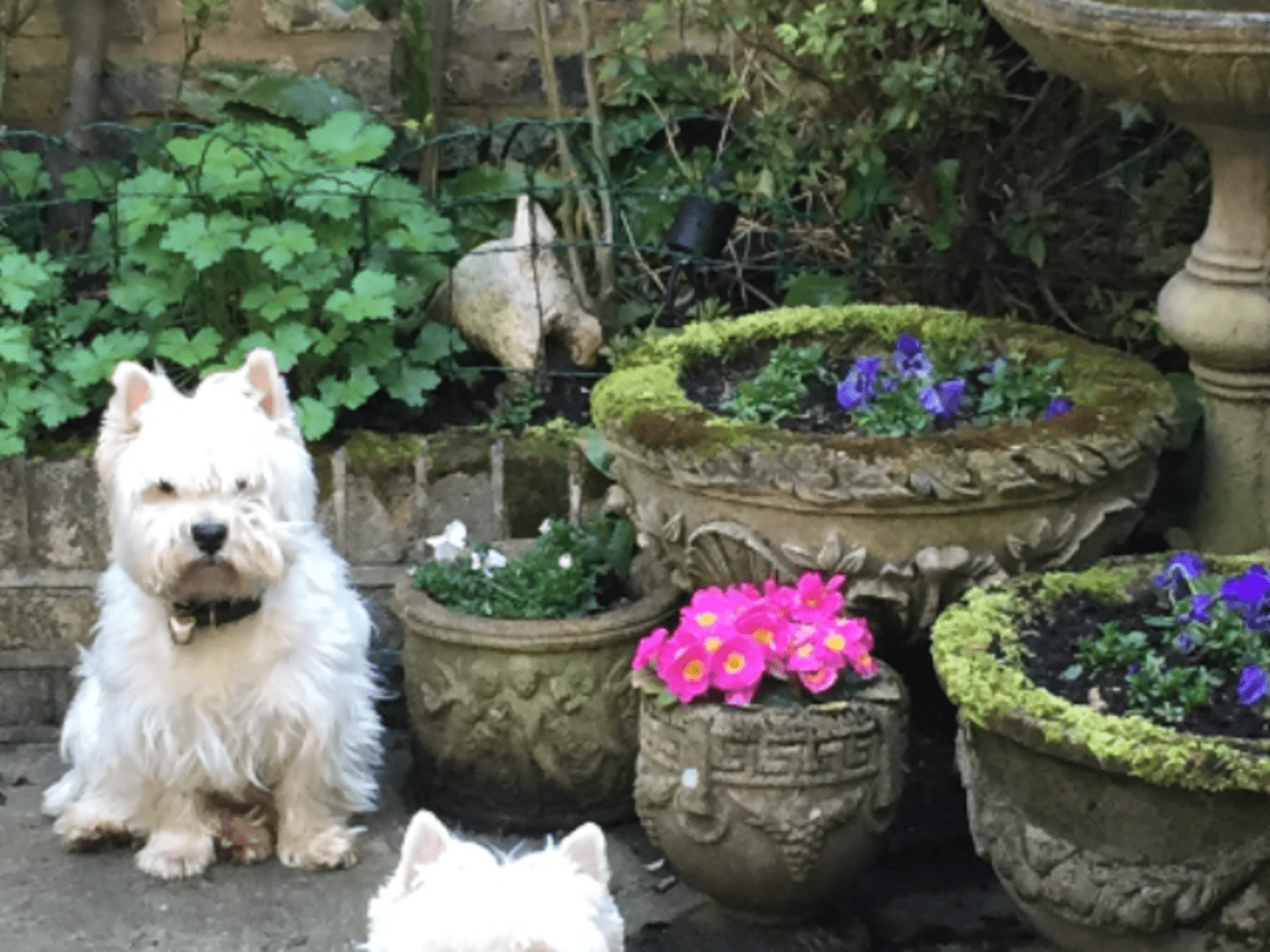 Housesitting assignment in London, United Kingdom
