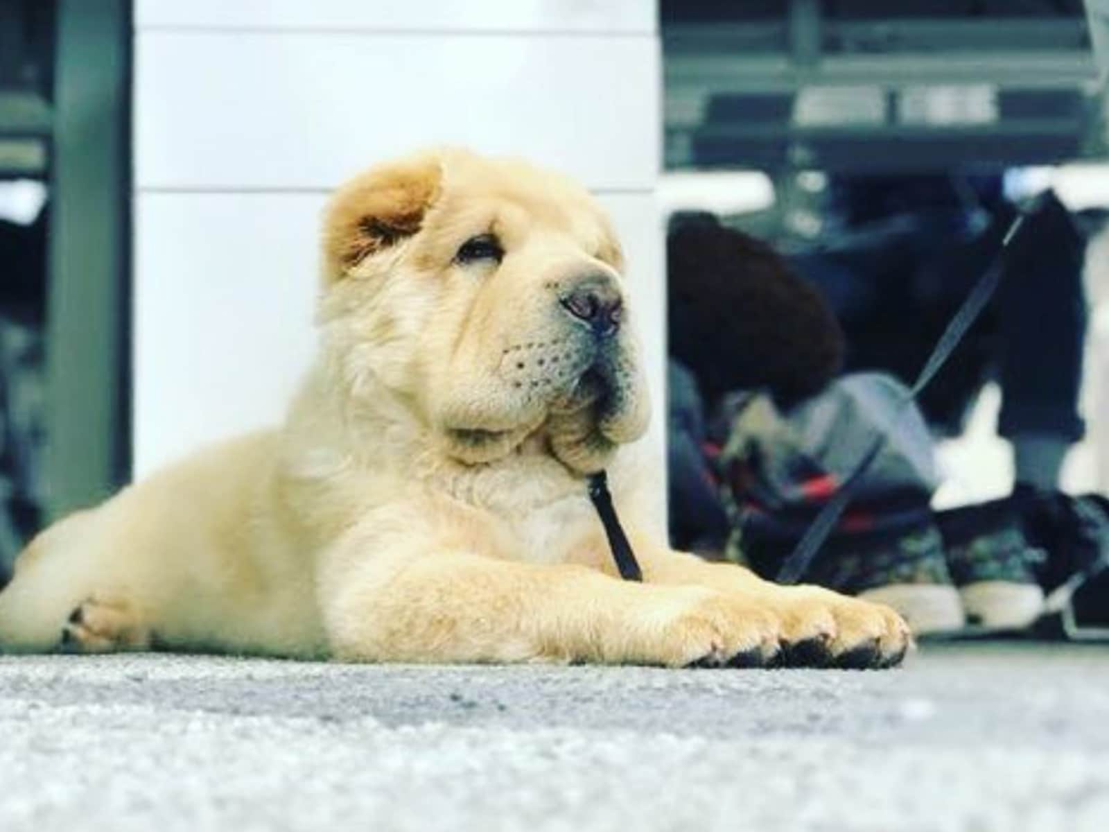 Housesitting assignment in Newtown, New South Wales, Australia