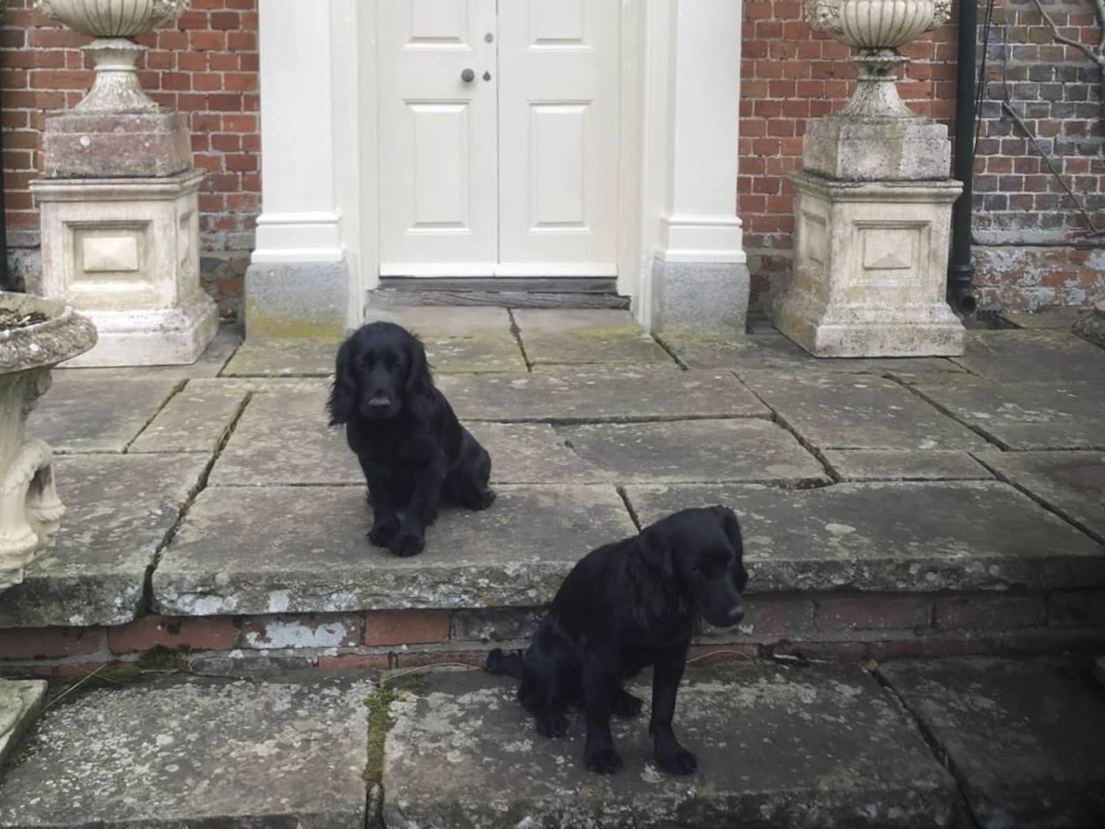 Housesitting assignment in Marlborough, United Kingdom