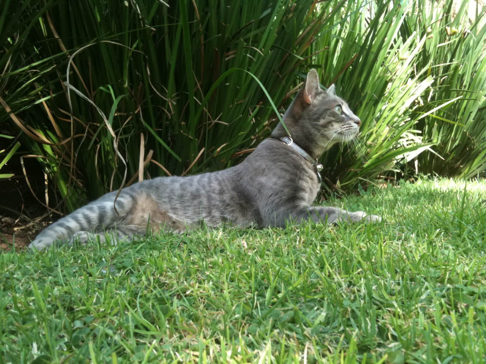 Housesitting assignment in London, United Kingdom