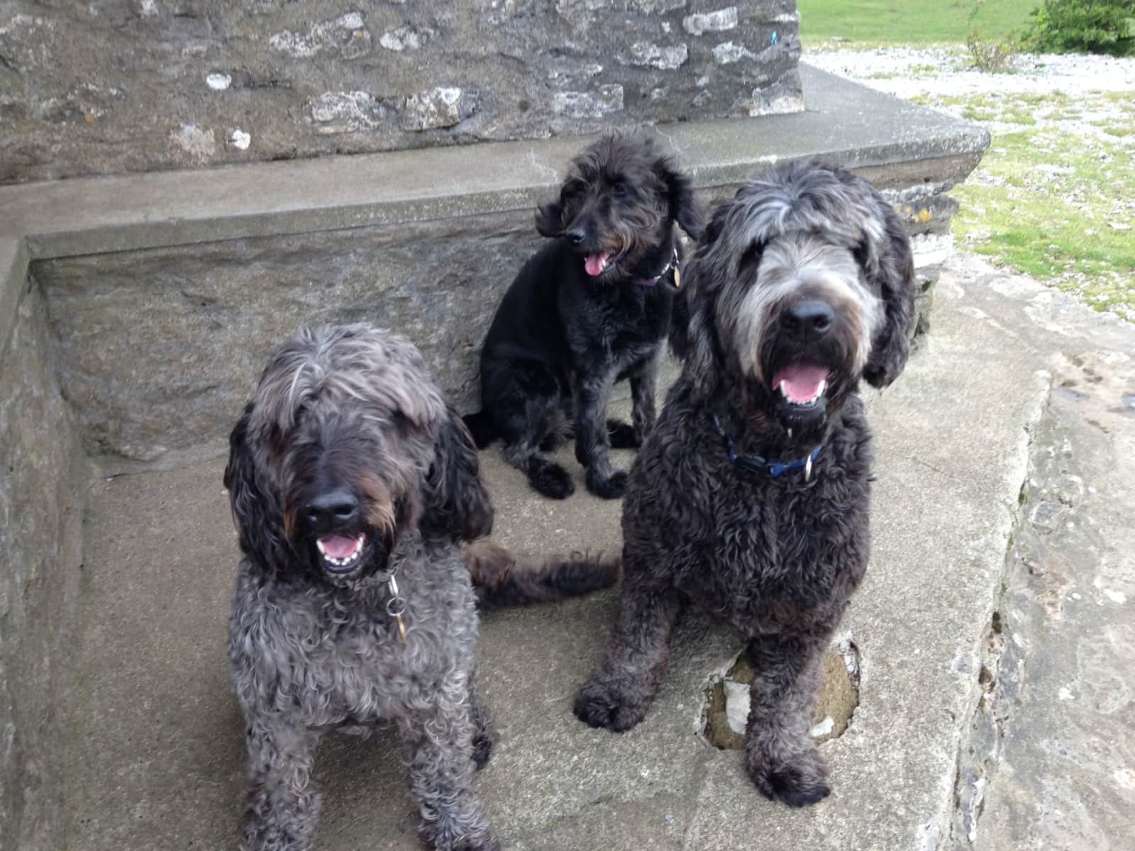 Housesitting assignment in Kendal, United Kingdom