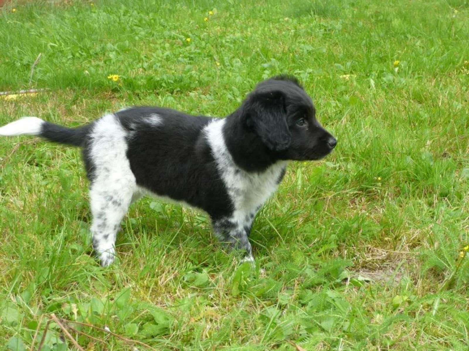 Housesitting assignment in Onstwedde, Netherlands