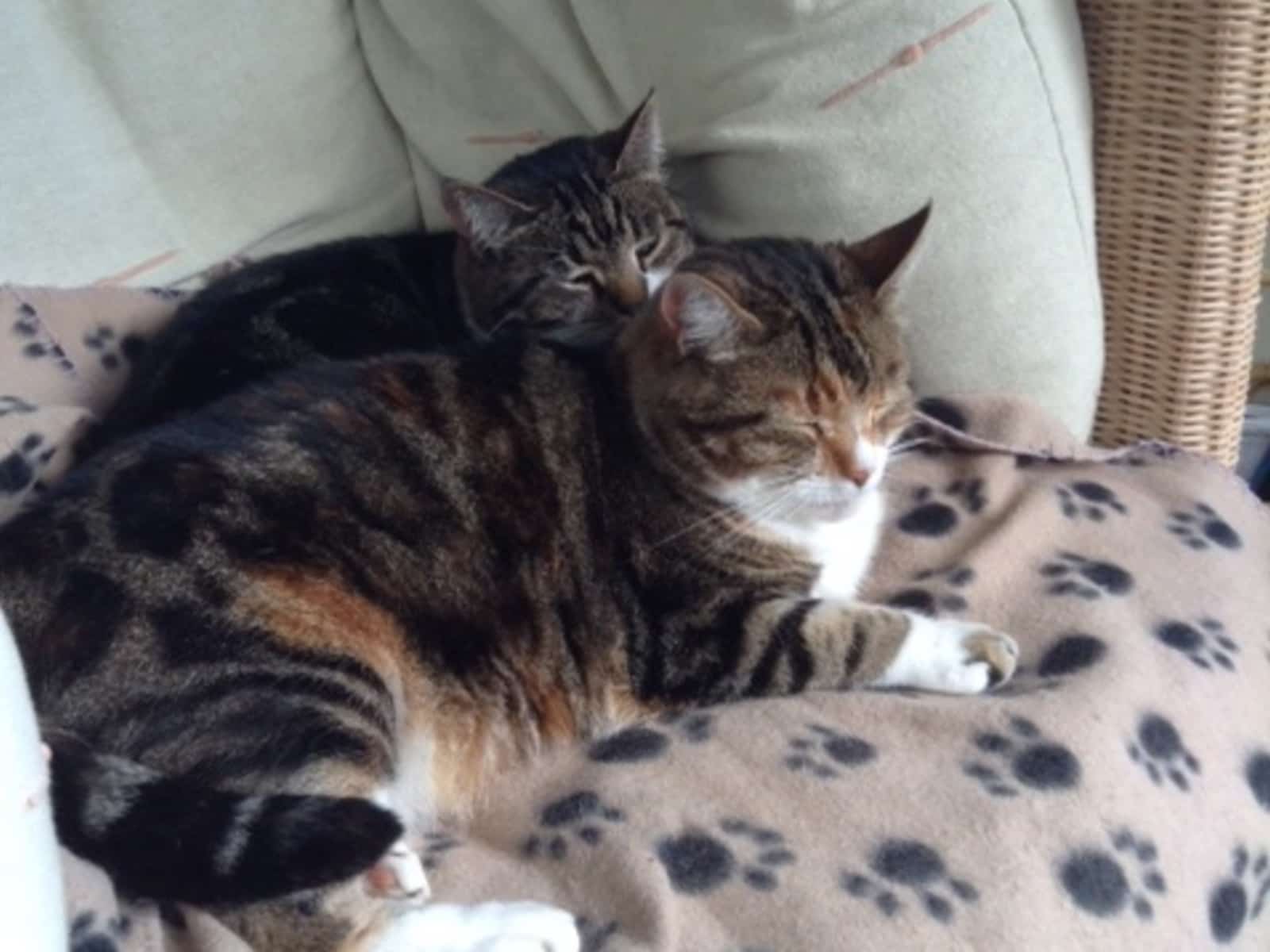 Housesitting assignment in Heathfield, United Kingdom