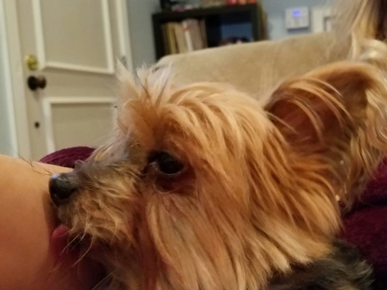 Housesitting assignment in Los Angeles, California, United States