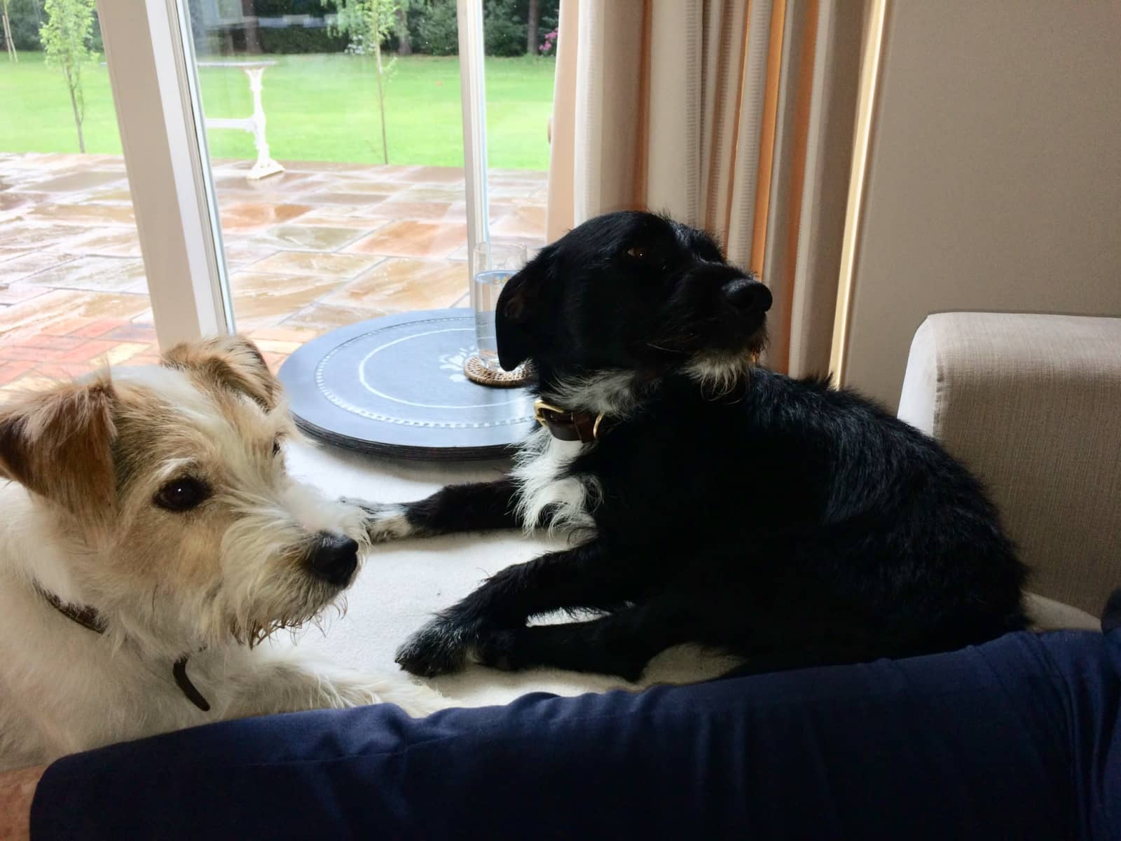 Housesitting assignment in Bury St Edmunds, United Kingdom
