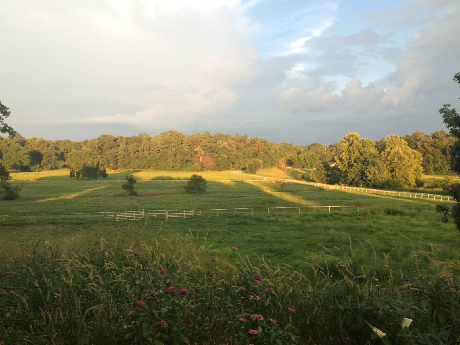 Housesitting assignment in Tontitown, Arkansas, United States