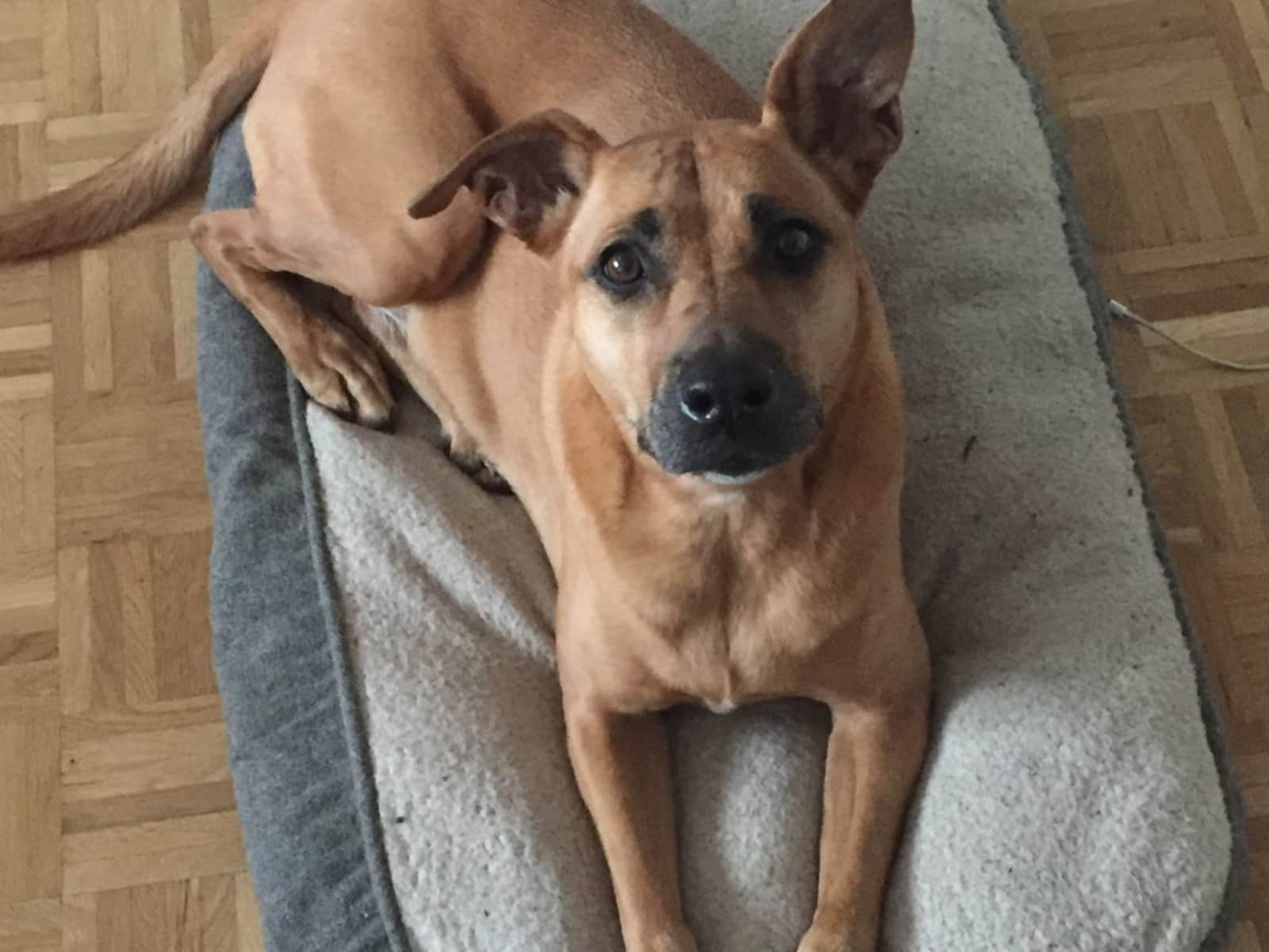 Housesitting assignment in Genève, Switzerland