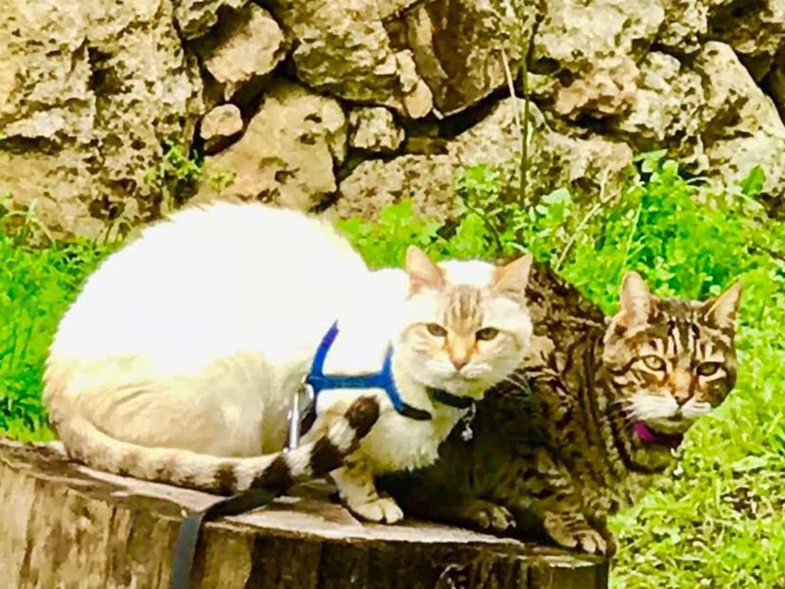 Housesitting assignment in Les Issambres, France