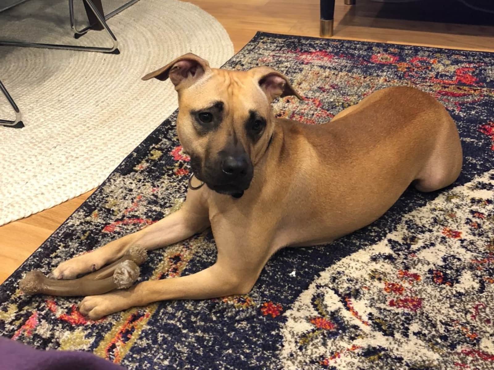 Housesitting assignment in Park Slope, New York, United States